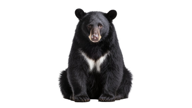 Black bear with white chest marking sitting
