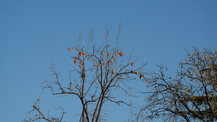 Obraz premium The autumn view with the fruits full of the tree 