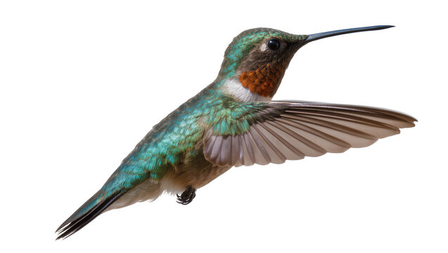 Hummingbird with iridescent green feathers and orange throat in flight
