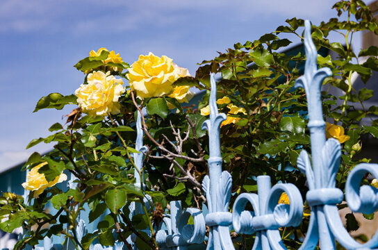 rose jaunes sur grille bleue &agrave; l'Ile d'Arz, Morbihan, Bretagne, France