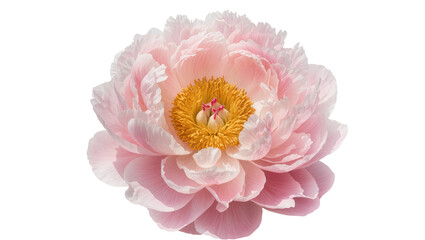 Obraz premium Pink peony flower with yellow center