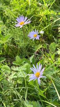 Wild lilac European Michaelmas daisy in a sunny day, close-up. Vertical 4K footage