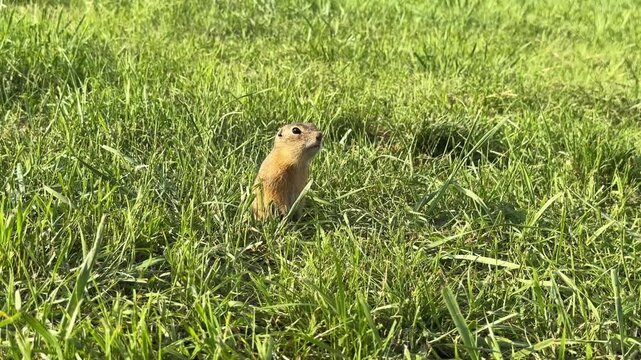 A ground squirrel stands in an alert posture in a green grass. 4K footage