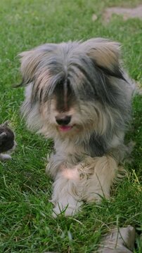 Close view shows shaggy dog resting on green lawn, facing camera with calm expression and blurred garden