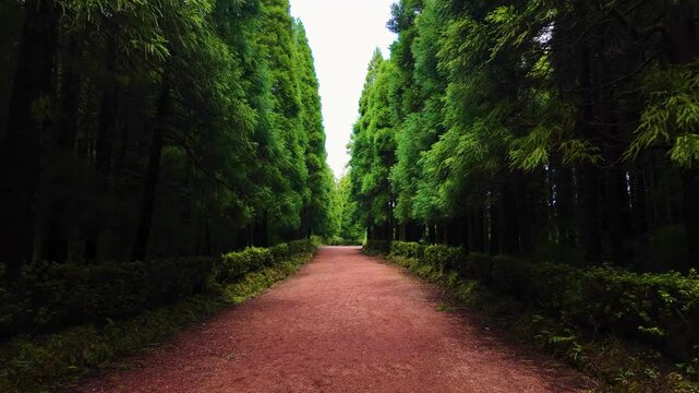 Cinematic view along a symmetrical tree lined forest path on Sao Miguel Island Azores Portugal featuring towering evergreen trees vibrant greenery peaceful woodland and scenic natural beauty