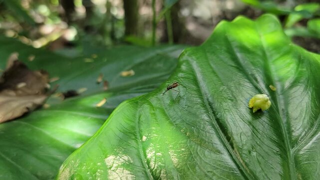 A small beetle crawling across the vibrant surface of a lush green leaf