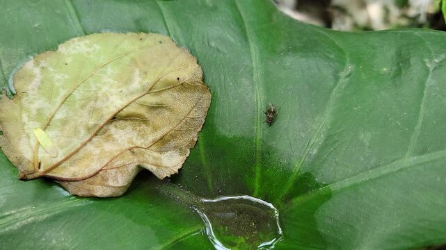 A small beetle crawling on a large green leaf next to a decaying leaf