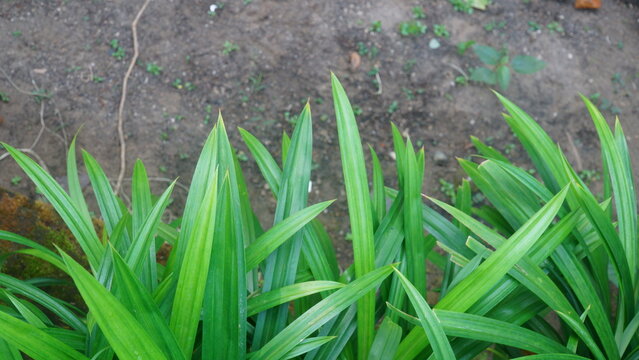 Pandan Plant Bush (Pandanus Amaryllifolius) Growing in Tropical Garden Soil