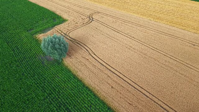 Golden cereal fields bordered by green cropland, revealing precision farming tramlines, geometric field patterns and modern arable agriculture, drone forward flyover camera downward