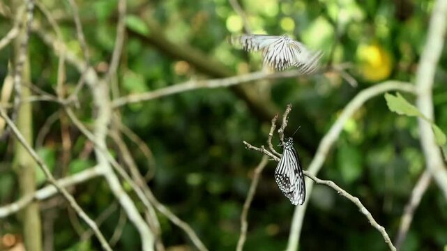 Beautiful slow motion footage featuring a male glassy tiger butterfly, Parantica aglea, displaying natural courtship behavior while approaching a female perched calmly on a tree branch.