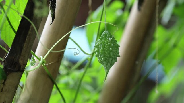 Bitter Melon Growing on Vine in Organic Garden