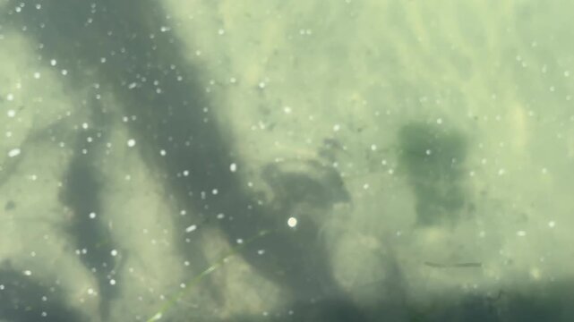 Hand releases small seashell into shallow clear water, close-up in natural sunlight