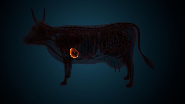 Cow brown liver anatomy. 3d render