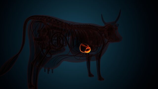 Cow brown liver anatomy. 3d render