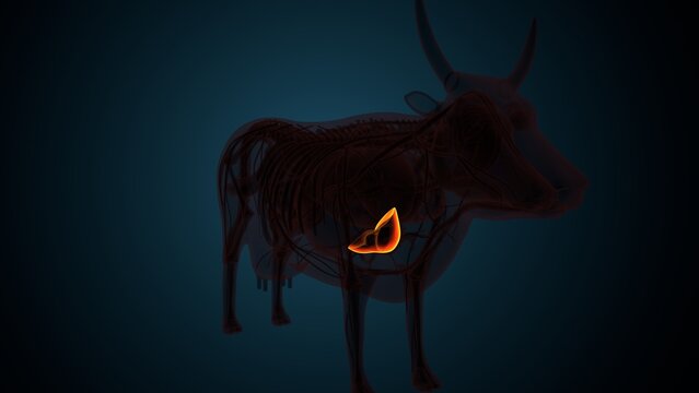 Cow brown liver anatomy. 3d render