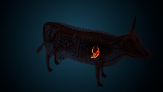 Cow brown liver anatomy. 3d render