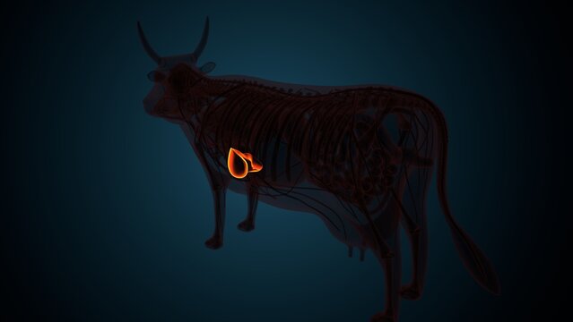 Cow brown liver anatomy. 3d render