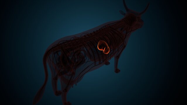 Cow brown liver anatomy. 3d render