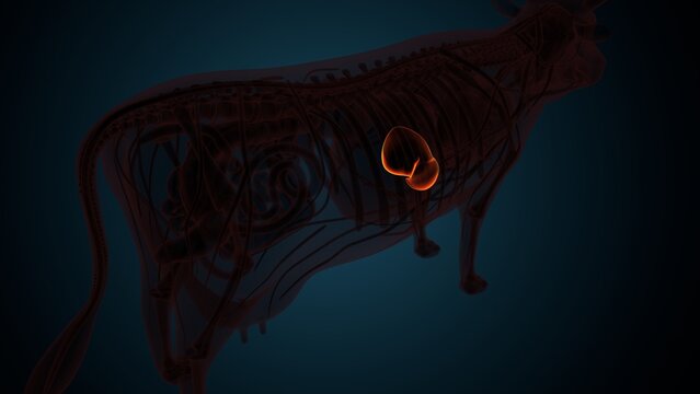 Cow brown liver anatomy. 3d render
