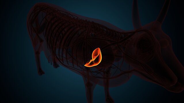 Cow brown liver anatomy. 3d render
