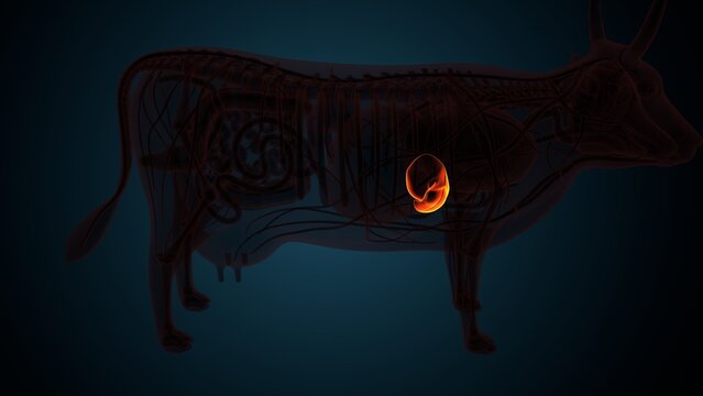Cow brown liver anatomy. 3d render