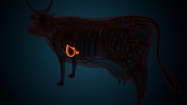 Cow brown liver anatomy. 3d render