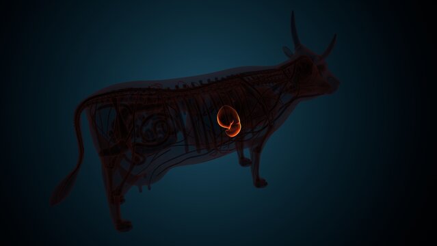 Cow brown liver anatomy. 3d render