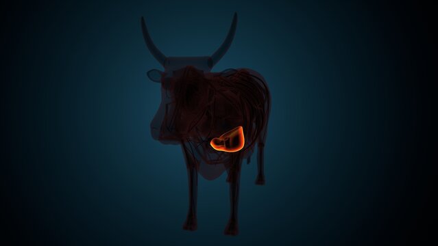 Cow brown liver anatomy. 3d render