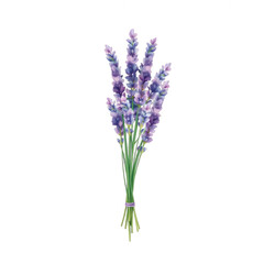 Obraz premium Watercolor illustration of a lavender bouquet