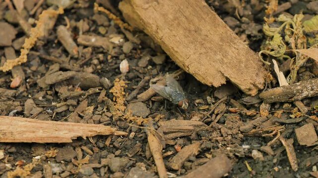 Fly looking around in the dirt