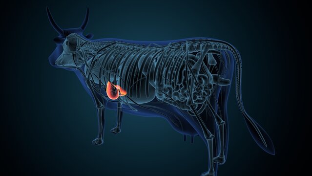 Blue cow anatomy. 3d render