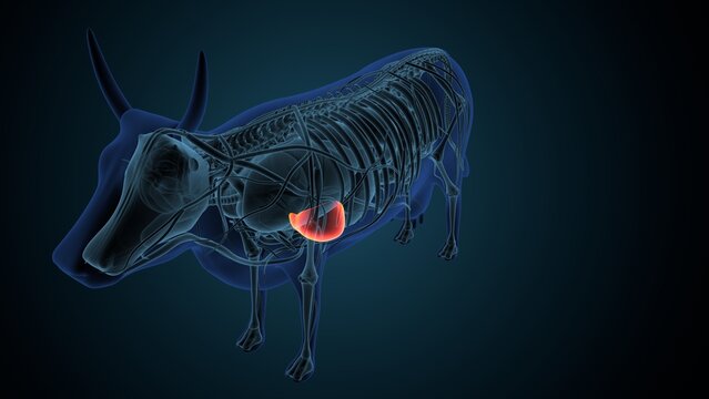 Blue cow anatomy. 3d render