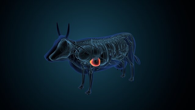 Blue cow anatomy. 3d render