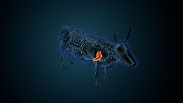 Blue cow anatomy. 3d render