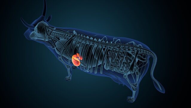 Blue cow anatomy. 3d render
