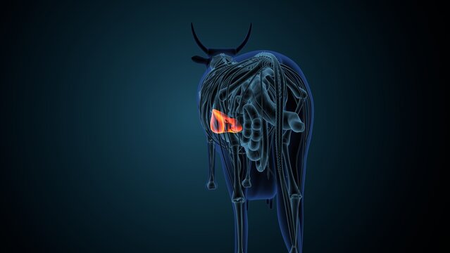 Blue cow anatomy. 3d render