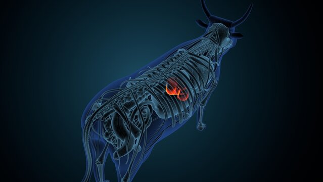 Blue cow anatomy. 3d render