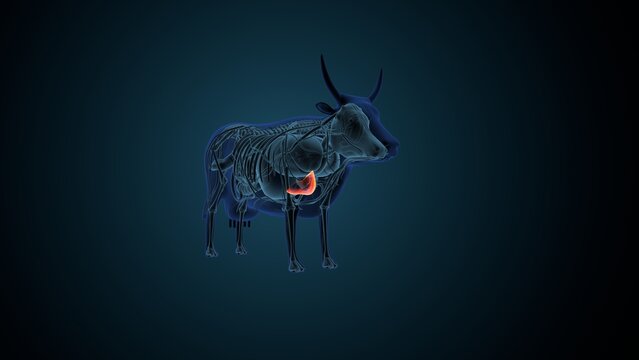 Blue cow anatomy. 3d render
