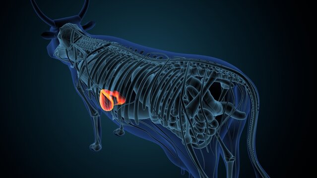 Blue cow anatomy. 3d render