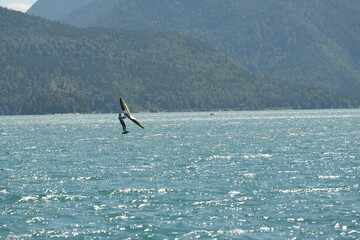 Naklejka premium Surfer bei Windstärke auf türkis farbenem Walchensee in den bayerischen Bergen