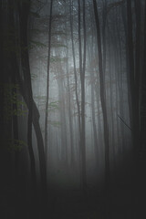 Naklejka premium fog in the forest