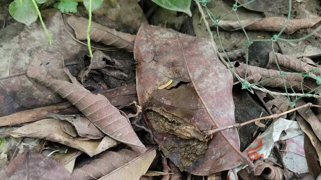 A small black beetle crawling on a withered brown leaf on the forest floor