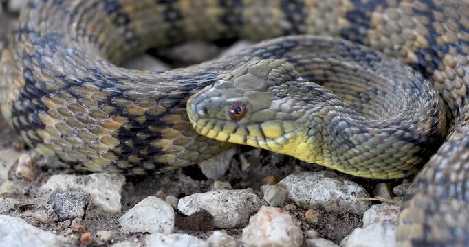 Static closeup video of a Diamondback Watersnake Nerodia rhombifer