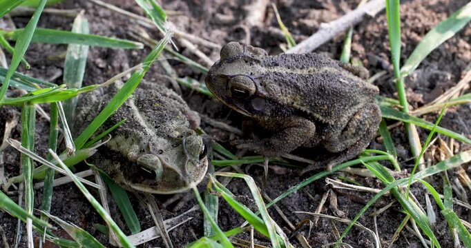 Static video of 2 Gulf Coast Toads Incilius valliceps. One toad opens it's mouth several times.