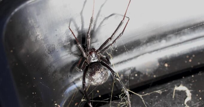 Static video of a female black widow spider
