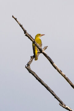 Adult female Eurasian golden oriole (Oriolus oriolus), or common golden oriole.