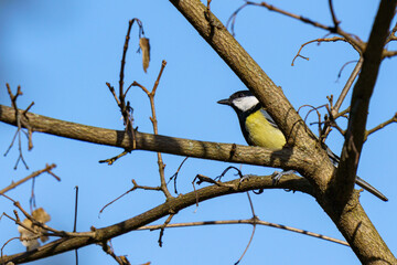 A crisp wildlife close up profile of a wild great tit bird sitting on a bare tree branch under a clear blue sky at the Steinhofgruende nature reserve in Vienna, Austria.⁠ © Alexander