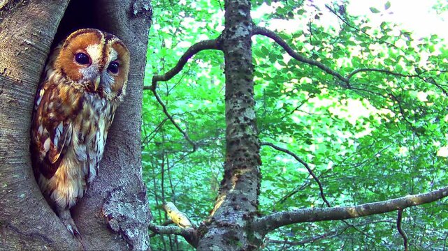 Waldkauz, Strix aluco im Tageseinstand in der Eifel