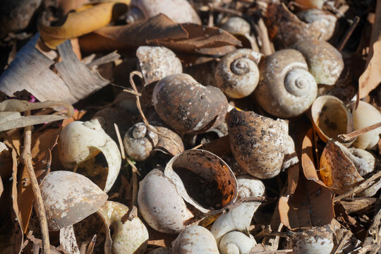 A detailed close-up of empty, weathered snail shells scattered among dry autumn leaves. Ideal for nature, ecology, rustic, or environmental concepts