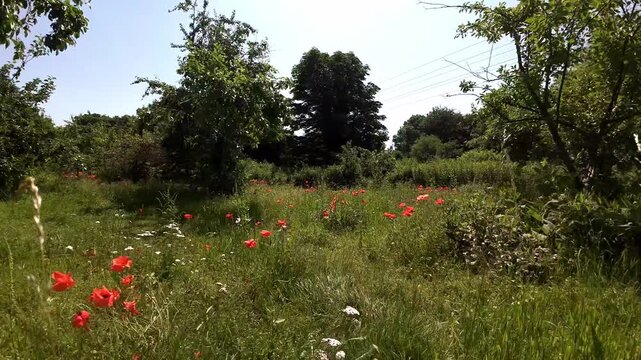 A low drone flight through poppies and other wild flowers growing amongst fruit trees. Summer. UK